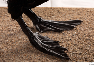 Double-crested cormorant Phalacrocorax auritus foot 0005.jpg